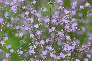 Breath: Gypsophila