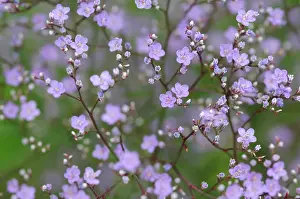 Breath: Gypsophila