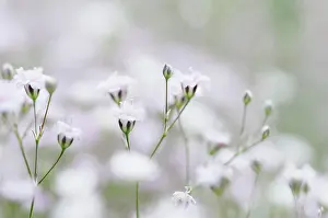 Flowerin: Gypsophila, Close view of the tiny white flowers