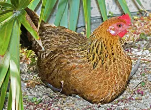 Gypsy: Gypsy Chicken, Hen
