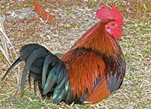 Gypsy: Gypsy Chicken, Rooster