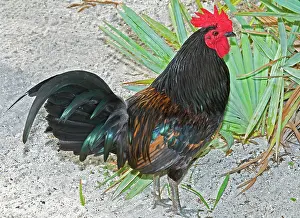 Gypsy: Gypsy Chicken, Rooster