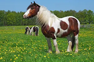 Draught: Gypsy Cob, Irish Tinker gelding, Schleswig-Holstein
