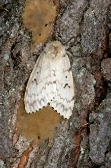Dispar: Gypsy Moth