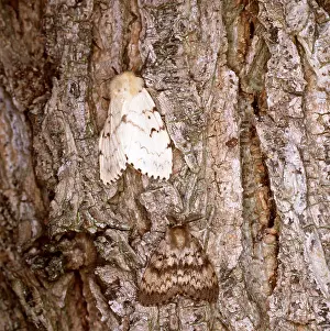 Gypsy: GYPSY MOTH