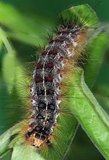 Dispar: Gypsy Moth Caterpillar