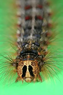 Dispar: Gypsy Moth Caterpillar