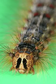 Dispar: Gypsy Moth Caterpillar