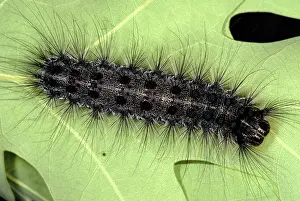 Dispar: Gypsy moth caterpillar