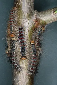 Dispar: Gypsy Moth - Larvae