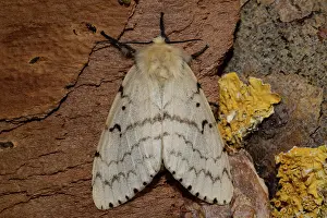 Dispar: Gypsy moth (Lymantria dispar)
