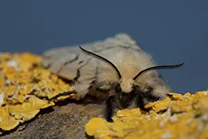Dispar: Gypsy moth (Lymantria dispar)