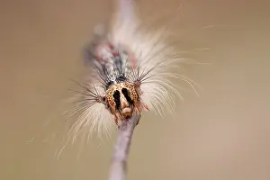 Dispar: Gypsy moth ( Lymantria dispar) portrait, the Ne