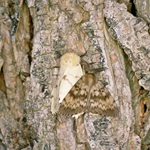 Dispar: Gypsy Moth - male & female
