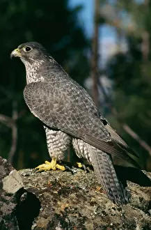 Rusticolus: Gyr Falcon