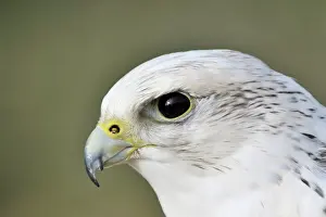 Rusticolus: Gyr Falcon