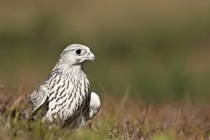 Rusticolus: Gyr Falcon