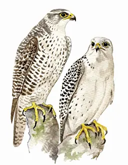 Rusticolus: Gyr Falcon