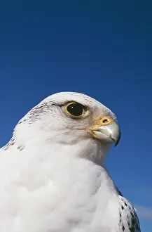 Falco: Gyr Falcon