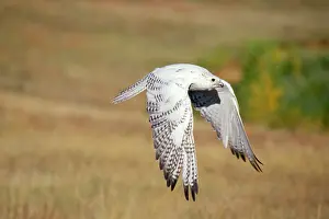 Rusticolus: GYR FALCON - in flight