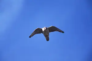 Morph: GYR FALCON - in flight, grey morph
