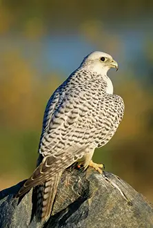 Rusticolus: GYR FALCON - portrait