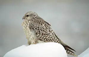 Falco: Gyr Falcon - in snow