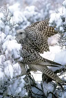 Falco: Gyr Falcon - in snow