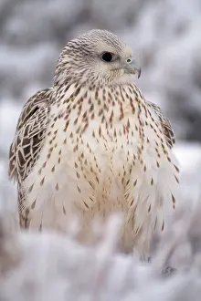 Falco: Gyr Falcon - in snow