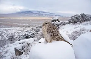 Falco: Gyr Falcon - in snow