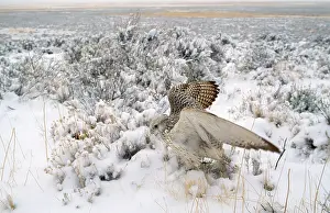 Falco: Gyr Falcon - in snow