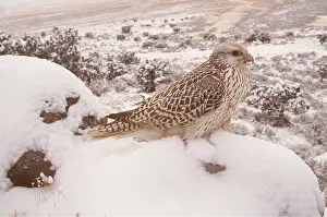 Falcon: GYR FALCON - in snow scene