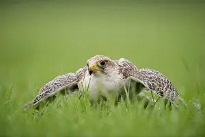 Rusticolus: gyr-saker falcon