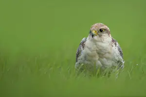 Rusticolus: gyr-saker falcon