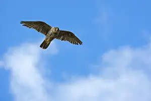 Rusticolus: Gyrfalcon