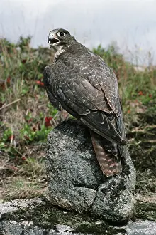 Rusticolus: Gyrfalcon
