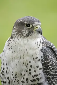 Rusticolus: Gyrfalcon