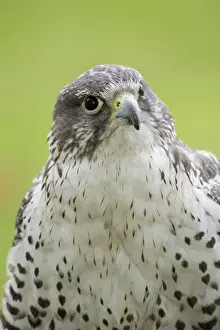 Rusticolus: Gyrfalcon