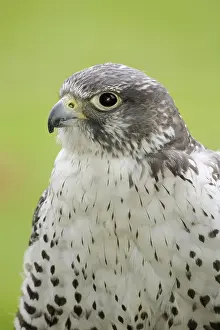 Rusticolus: Gyrfalcon
