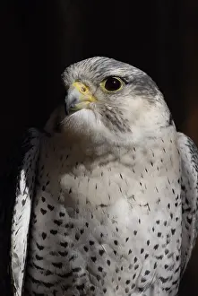 Rusticolus: Gyrfalcon