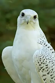 Rusticolus: Gyrfalcon - adult