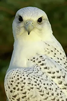 Rusticolus: Gyrfalcon - adult