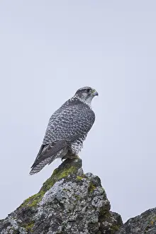 Rusticolus: Gyrfalcon - adult bird - Iceland