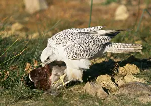 Rusticolus: Gyrfalcon - with duck prey