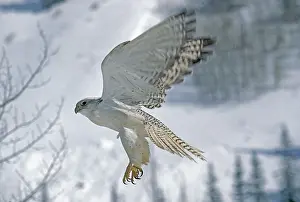 Rusticolus: GYRFALCON (falco rusticolus), ADULT IN FLIGHT, CANADA