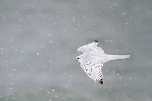 Rusticolus: Gyrfalcon (Falco rusticolus) white phase