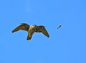 Rusticolus: Gyrfalcon - In flight looking at a Wagtail passing