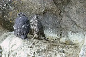 Rusticolus: Gyrfalcon / Gyr Falcon - young on rock ledge