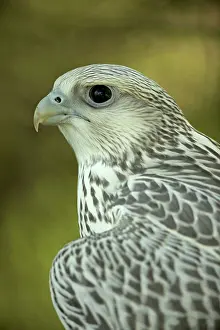 Rusticolus: Gyrfalcon - juvenile