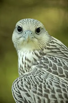 Rusticolus: Gyrfalcon - juvenile